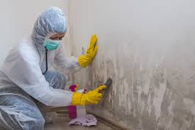 Best Biohazard Mold Removal  in Scobey, MT